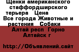 Щенки американского стаффордширского терьера › Цена ­ 20 000 - Все города Животные и растения » Собаки   . Алтай респ.,Горно-Алтайск г.